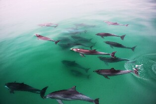 格雷爾魅力航海號海豚觀光遊船之旅（阿得雷德出發）