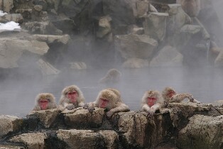 【長野縣/東京出發】雪猴公園 & 味噌製作巴士之旅