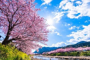 【東京出發】伊豆／熱海客製化包車一日遊