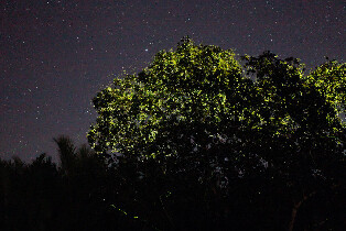 菲律賓螢火蟲觀賞+南部農場之旅