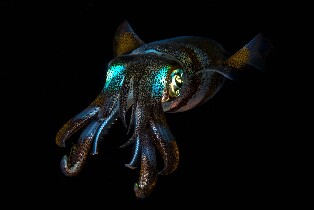 錫帕萊夜潛體驗（PADI五星級潛水度假村）