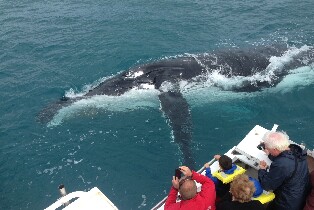 卡爾巴裏觀鯨遊船體驗