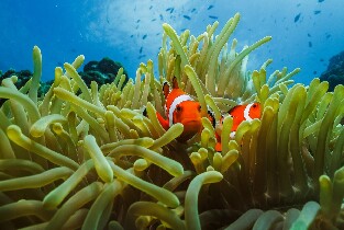 宿霧 PADI 五星潛水中心潛水體驗