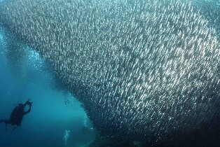 墨寶 PADI 五星潛水中心沙丁魚風暴船潛體驗