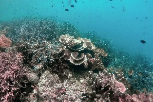 錫基霍爾島：自由潛水探險之旅，含午餐和海灘休閒時光