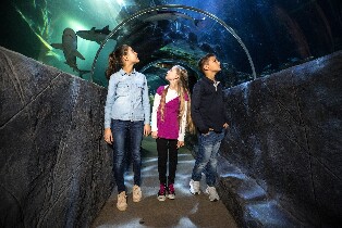 漢諾威 SEA LIFE 水族館門票