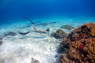 八打雁2日SSI一級自由潛水認證