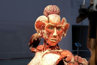 海德堡人體世界博物館門票