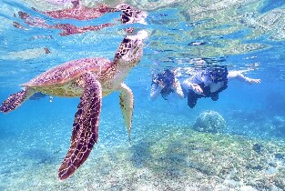 沖繩宮古島海龜浮潛半日體驗