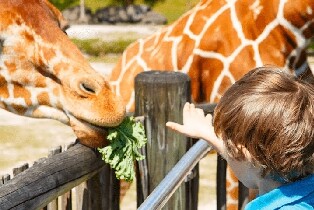 邁阿密動物園門票
