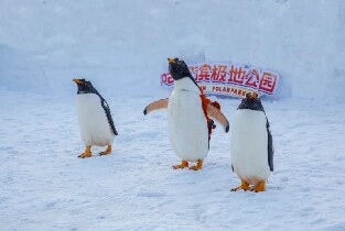 哈爾濱極地公園門票