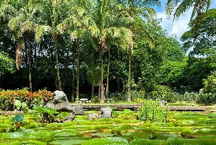 雲南西雙版納中科院植物園&傣族園一日遊