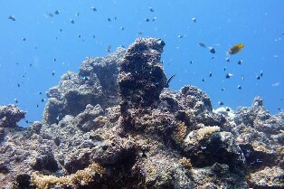 吉達紅海潛水體驗