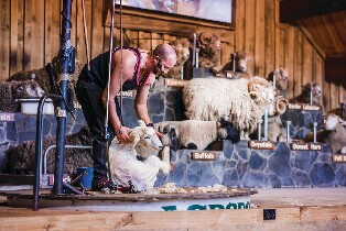 羅託魯瓦愛歌頓農場剪羊毛秀＆導覽套票