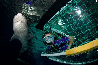 新西蘭奧克蘭凱莉塔頓水族館門票