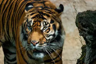 Bioparc Fuengirola 門票
