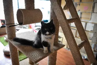 印尼雅加達貓咪咖啡廳The Cat Cabin門票