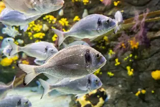 奧格羅韋水族館門票
