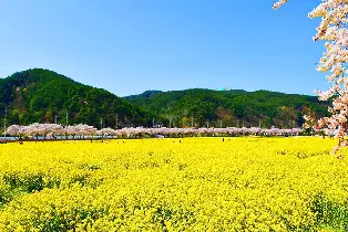 首爾芒芳油菜花玫瑰公園一日賞花之旅