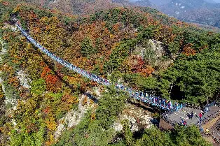 Pyeongchang Samyang Ranch & Hwanggeumsan Suspension Bridge Day Tour