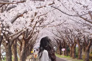釜山&慶州櫻花節最佳城市之旅