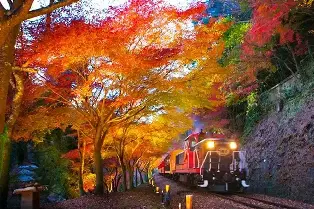 2026京都夢幻點燈賞楓一日遊：金閣寺&嵐山（含夜楓列車・大阪/京都出發）