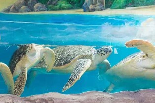 正佳極地海洋世界生肖票（新春海洋館千燈會）