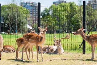 衢州南孔洛嘉森樂園（呦呦萌寵世界單人票大小同價）