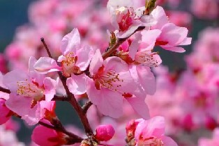 野河山景區（單人門票/單人門票+觀光車票）