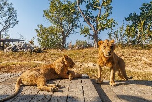 清遠長隆森林王國（女士票）