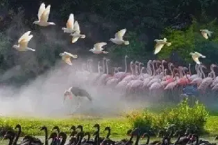 廣州長隆飛鳥樂園（買2大送1小家庭票）