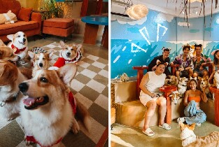 Isla Corgis Cafe 錫亞高島
