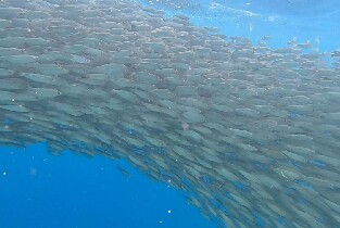 納帕林沙丁魚風暴、欣agdanan洞穴及薄荷島鄉村之旅