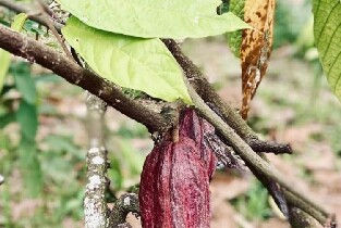 克裏奧洛可可農場之旅及可可品嚐