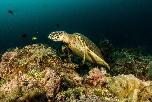 長灘島初級潛水體驗
