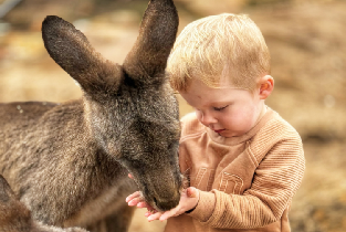 霍巴特出發| 裏士滿 & 波諾朗野生動物保護區半日遊