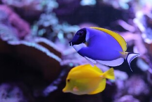 阿姆內維爾水族館門票
