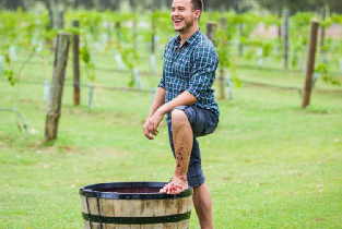 獵人谷葡萄踩踏體驗