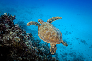斐濟潛水探險：探索托闊裡奇島的水下奇觀