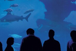 馬略卡島帕爾馬水族館門票