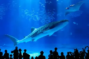 沖繩美麗海水族館門票