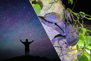 宮古島：在星空下和夜晚探索叢林