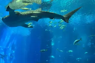 沖繩美麗海水族館＆萬座毛一日遊（含門票）