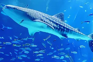 【那霸&北谷出發】沖繩北部一日遊：萬座毛&古宇利島&美麗海水族館一日遊