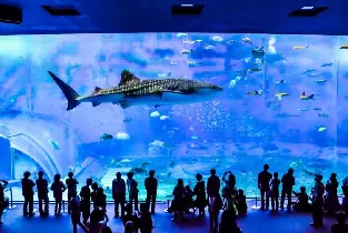 【那霸出發】沖繩美麗海水族館&古宇利島&萬座毛&美國村一日遊