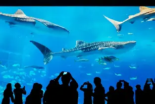 【Departure from Naha】Okinawa Churaumi Aquarium & Manzamo & Kouri Island & Bise Fukugi Tree Road One-Day Tour