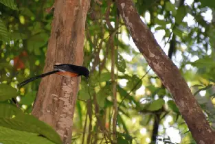 Krabi Khao Sok National Park (Cheow Lan Lake) Day Tour