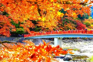 2026名古屋賞楓：虎溪山永保寺700年銀杏&小原櫻楓同框奇觀&香嵐溪紅葉一日遊