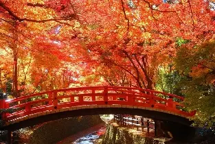 【秋季限定】2026九州賞楓：雷山千如寺&太宰府&大興善寺&福岡塔一日遊（普通話/英文/廣東話導遊）