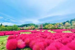 2026定山溪&由仁花園楓葉&賞花一日遊